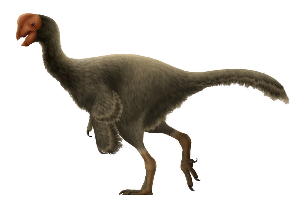 1045px Oviraptor Restoration