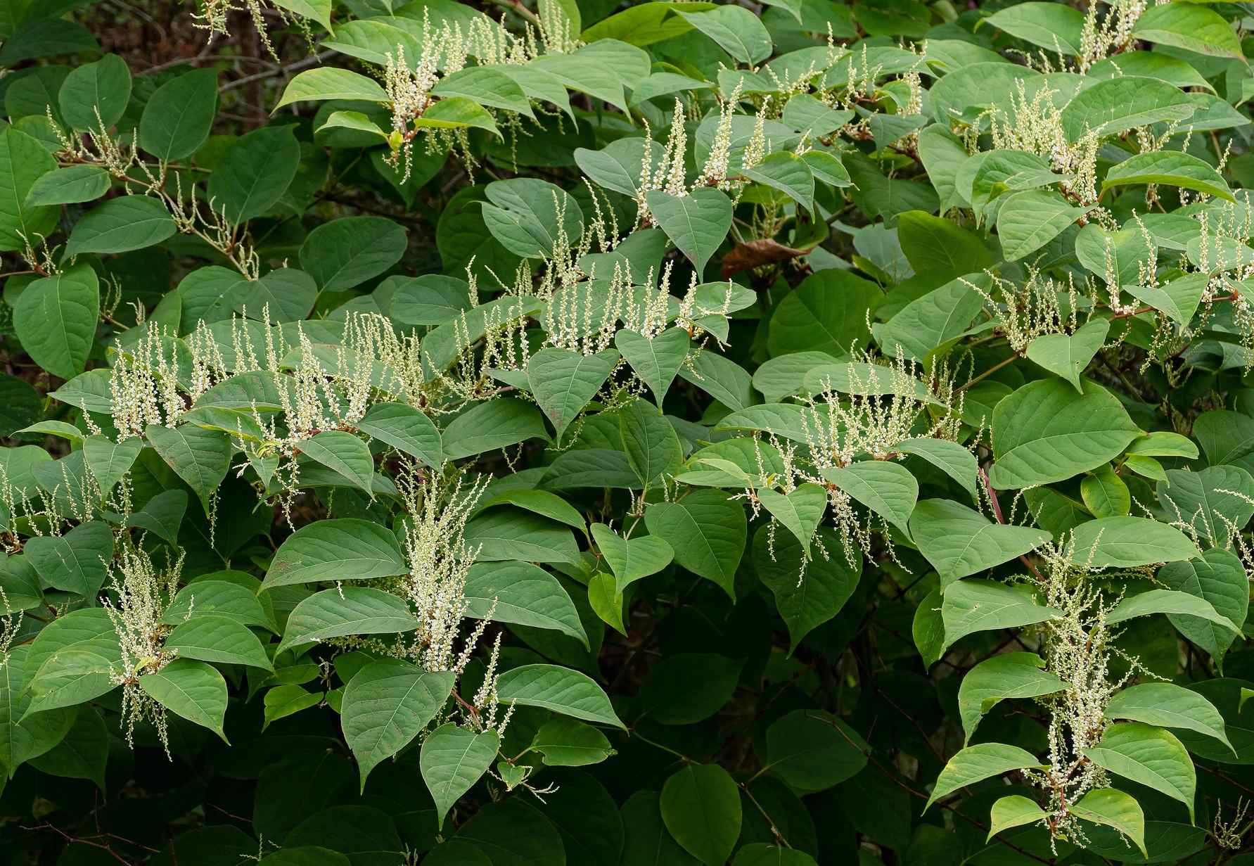 Reynoutria japonica (Fallopia japonica, Japanese knotweed)