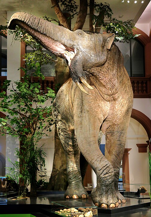 Deinotherium giganteum model at the Natural History Museum Mainz
