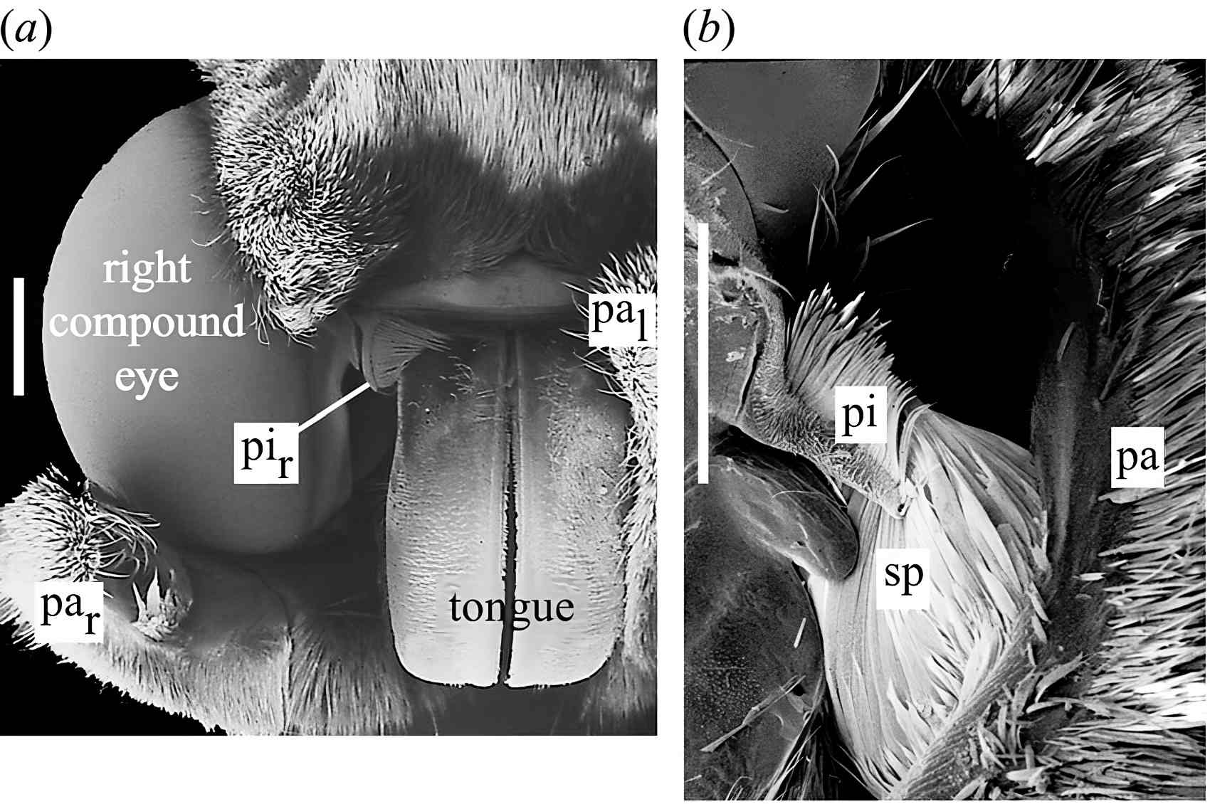 Anatomy of pilifer-palp hearing organs in hawkmoths.