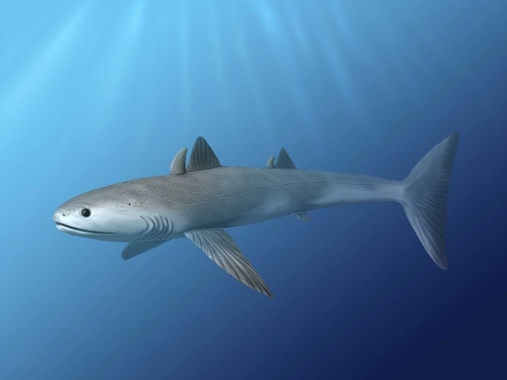 The first shark-like animal is Cladoselache.