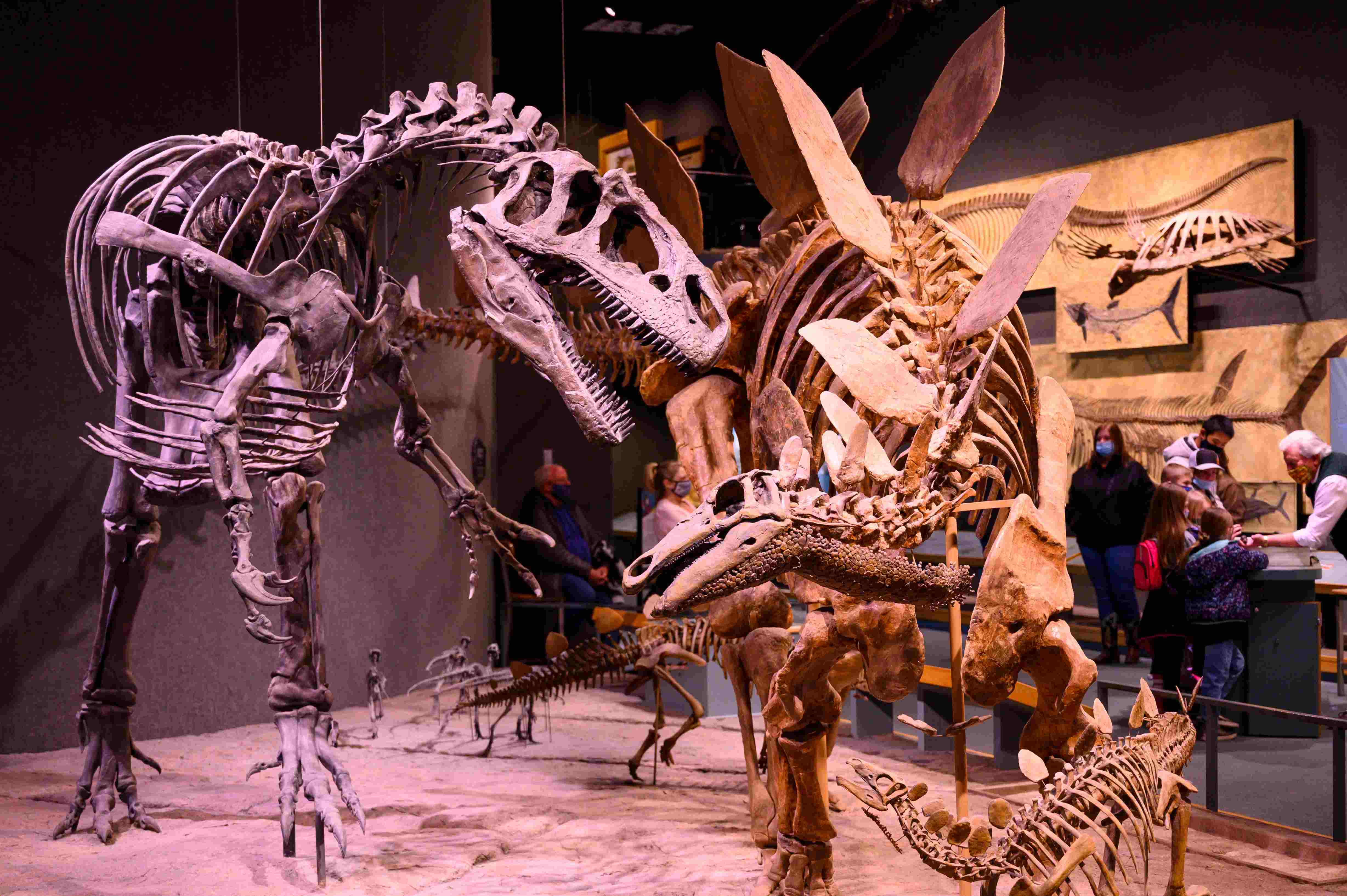 Allosaurus and Stegosaurus skeletons, the Denver Museum of Nature and Science