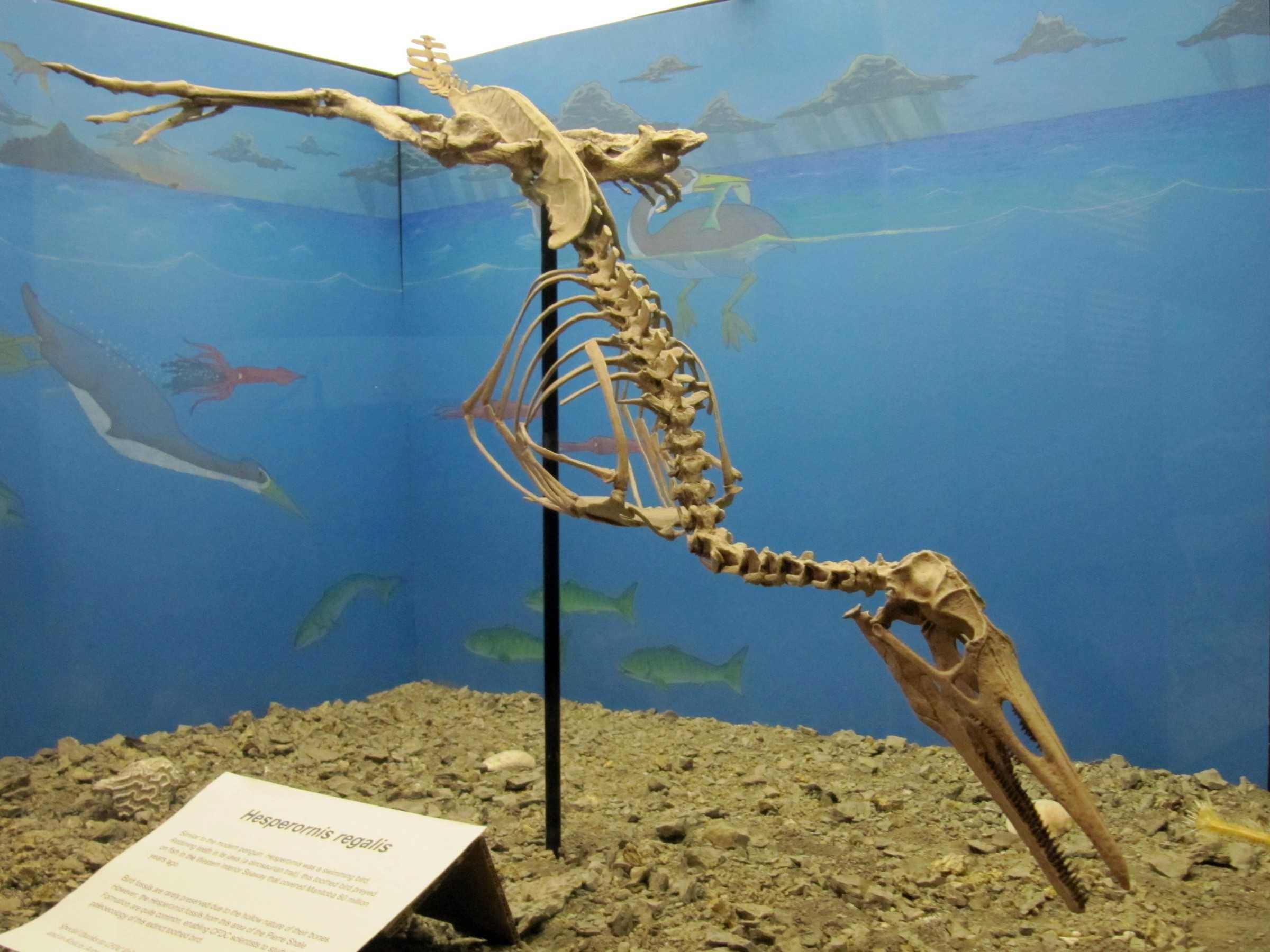 Hesperornis regalis skeleton at the Canadian Fossil Discovery Centre, Morden, MB.