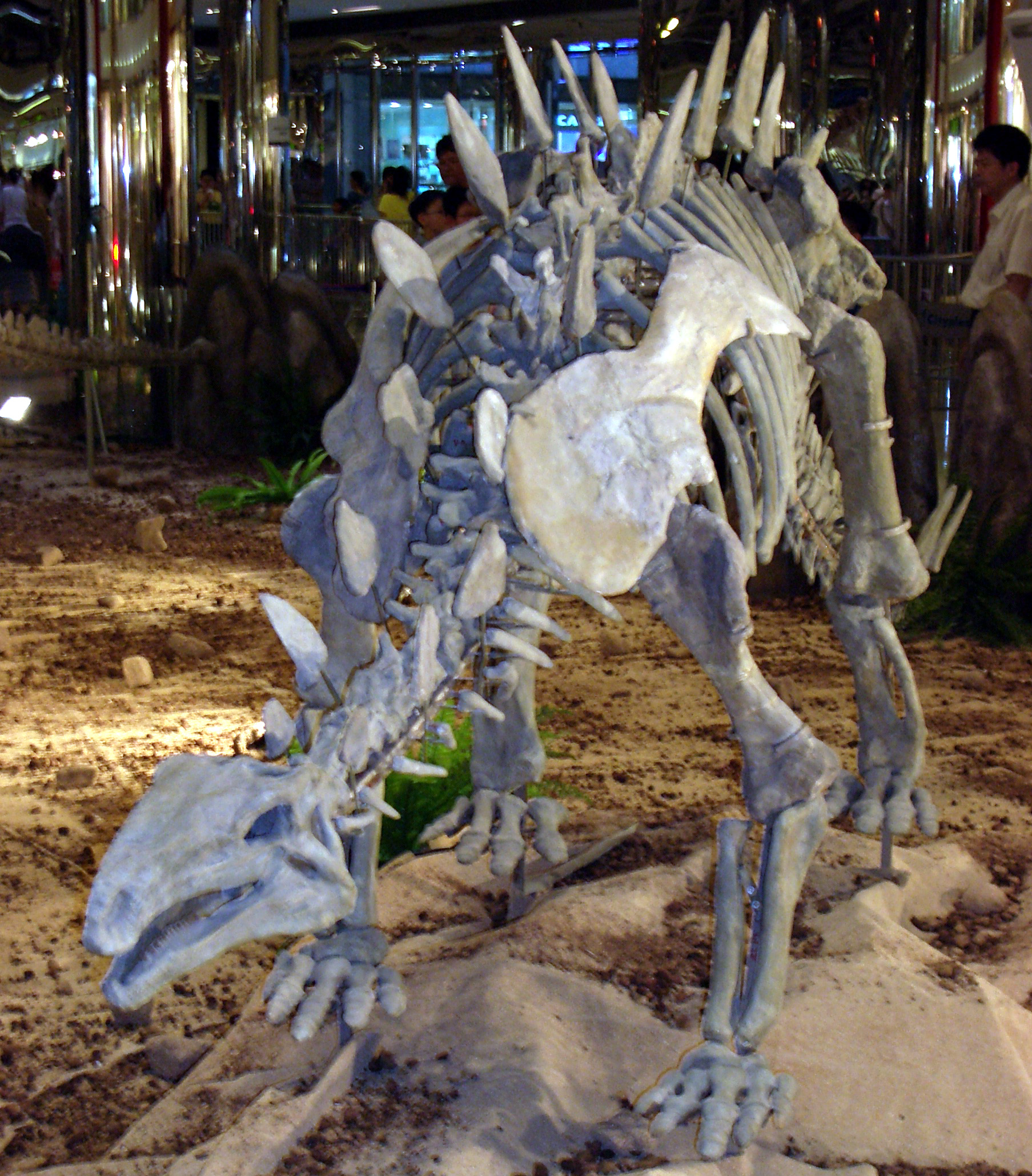 Huayangosaurus reconstruction displayed in Hong Kong