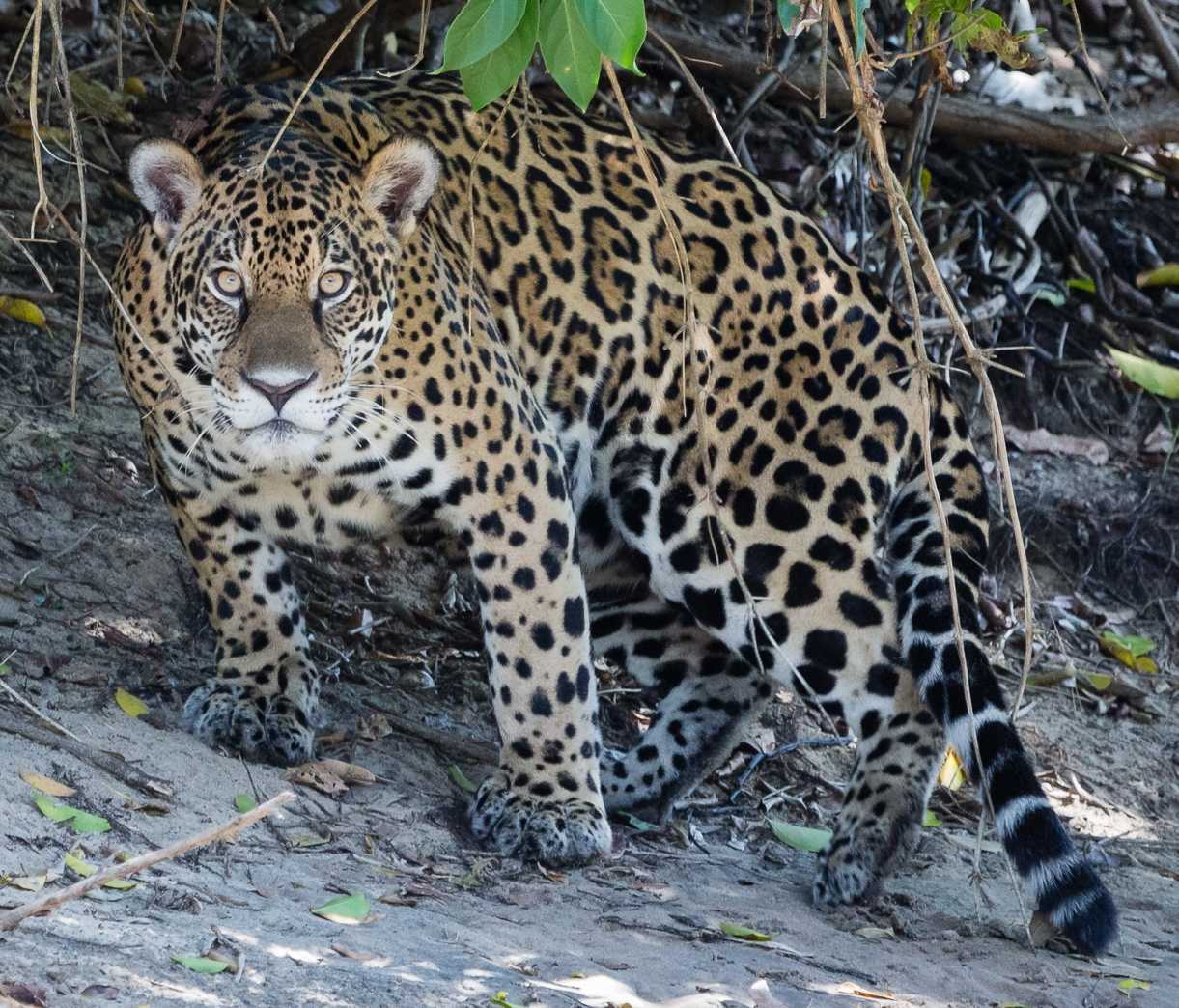 South American jaguar in the area of Miranda near Amazon basin