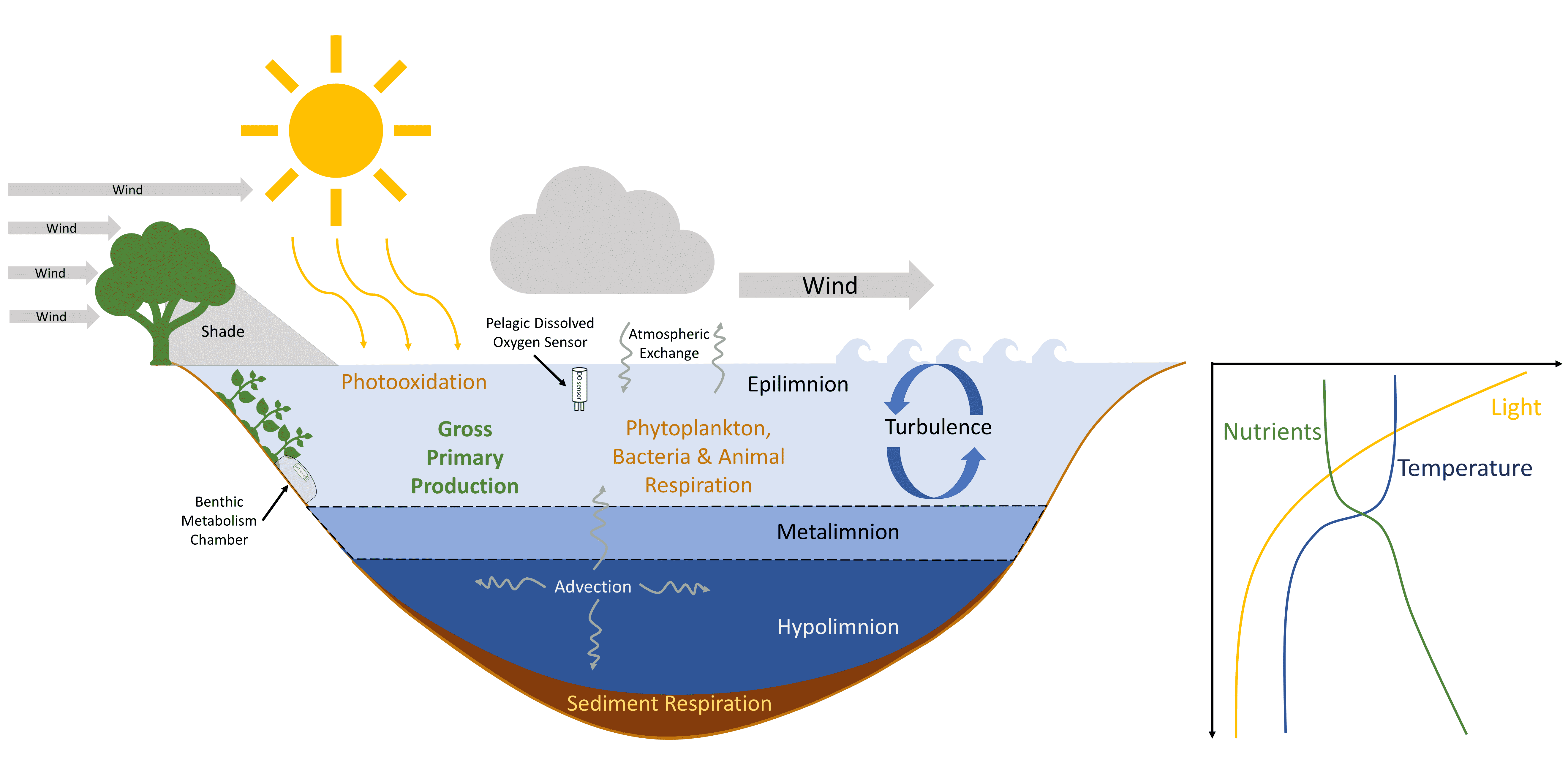 Lake cross-sectional diagram of the factors influencing lake metabolic rates and concentration of dissolved gases within lakes