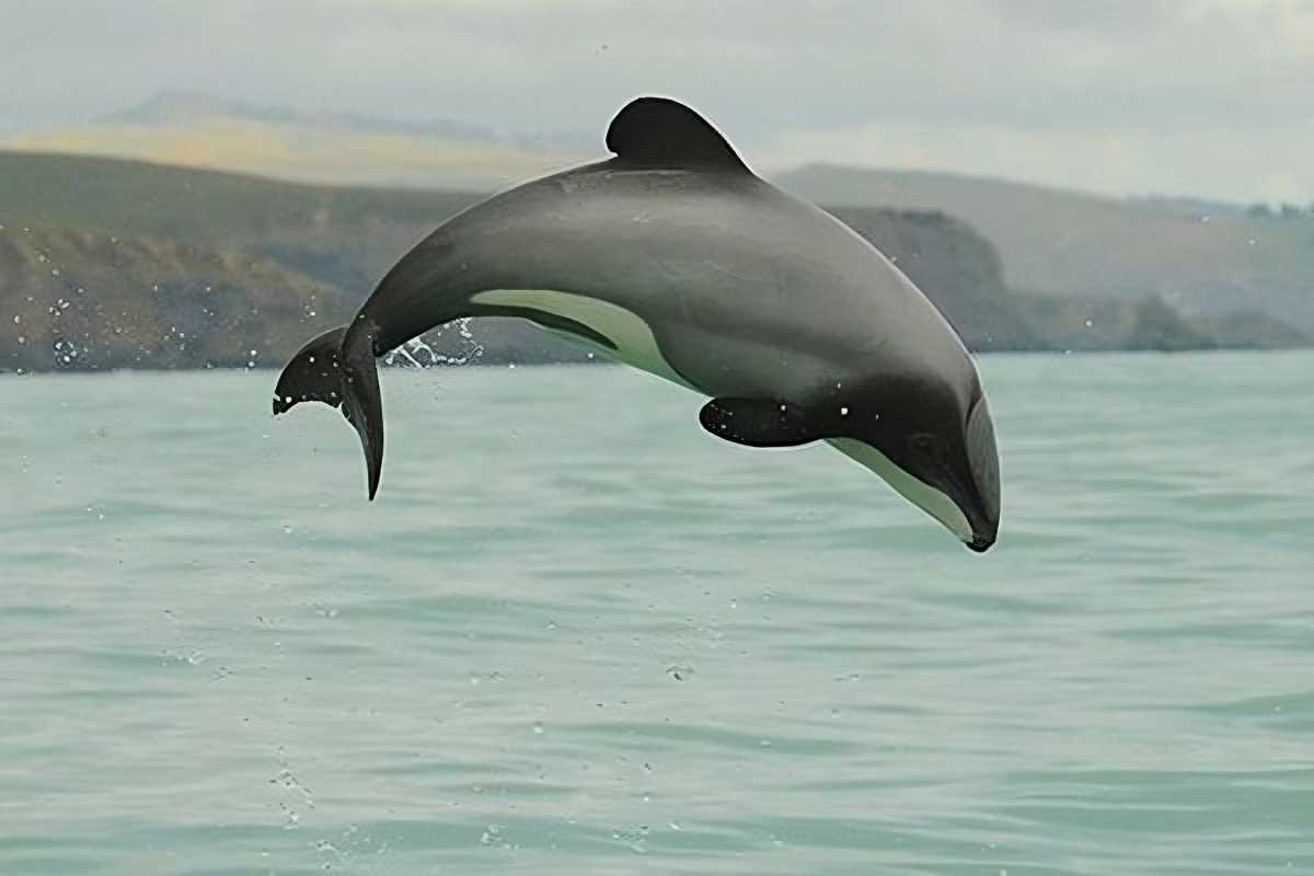 Māui Dolphin (Cephalorhynchus hectori maui)