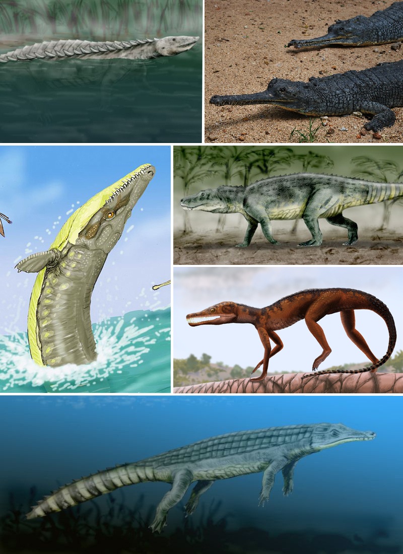 Examples of pseudosuchians. Clockwise from top-left: Longosuchus meadei (an aetosaur), Gavialis gangeticus (a crocodilian), Saurosuchus galilei (a loricatan), Pedeticosaurus leviseuri (a sphenosuchian), Chenanisuchus lateroculi (a dyrosaurid), and Dakosaurus maximus (a thalattosuchian).
