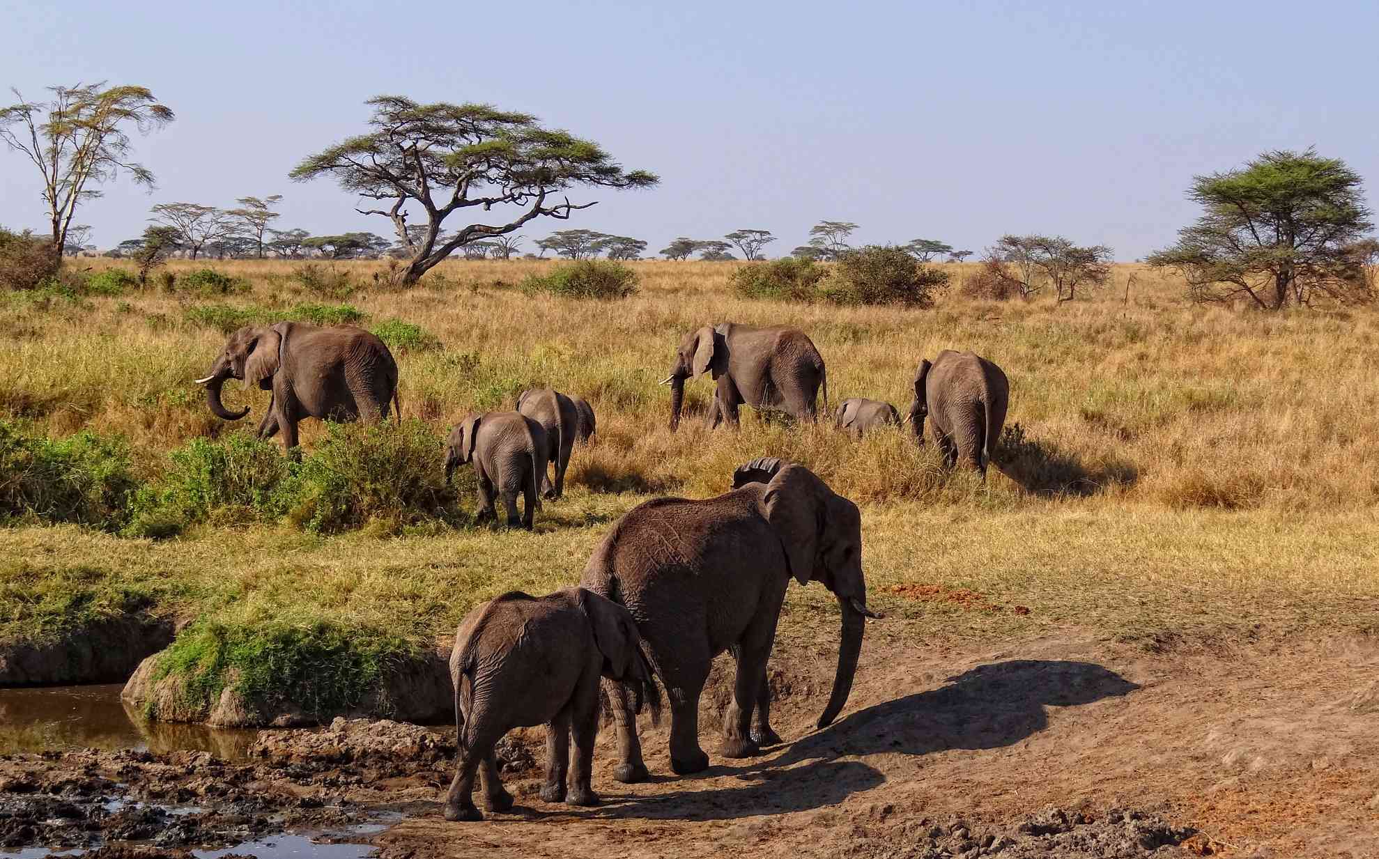  A herd of elephants in Serengeti National Park, Tanzania.