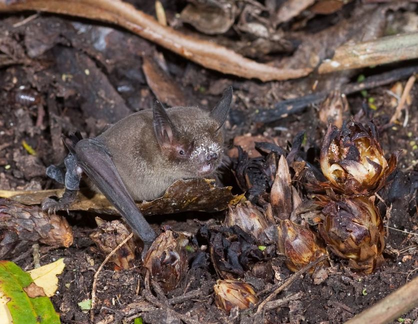 Pekapeka New Zealand Lesser Short-Tailed Bat (Mystacina tuberculata)