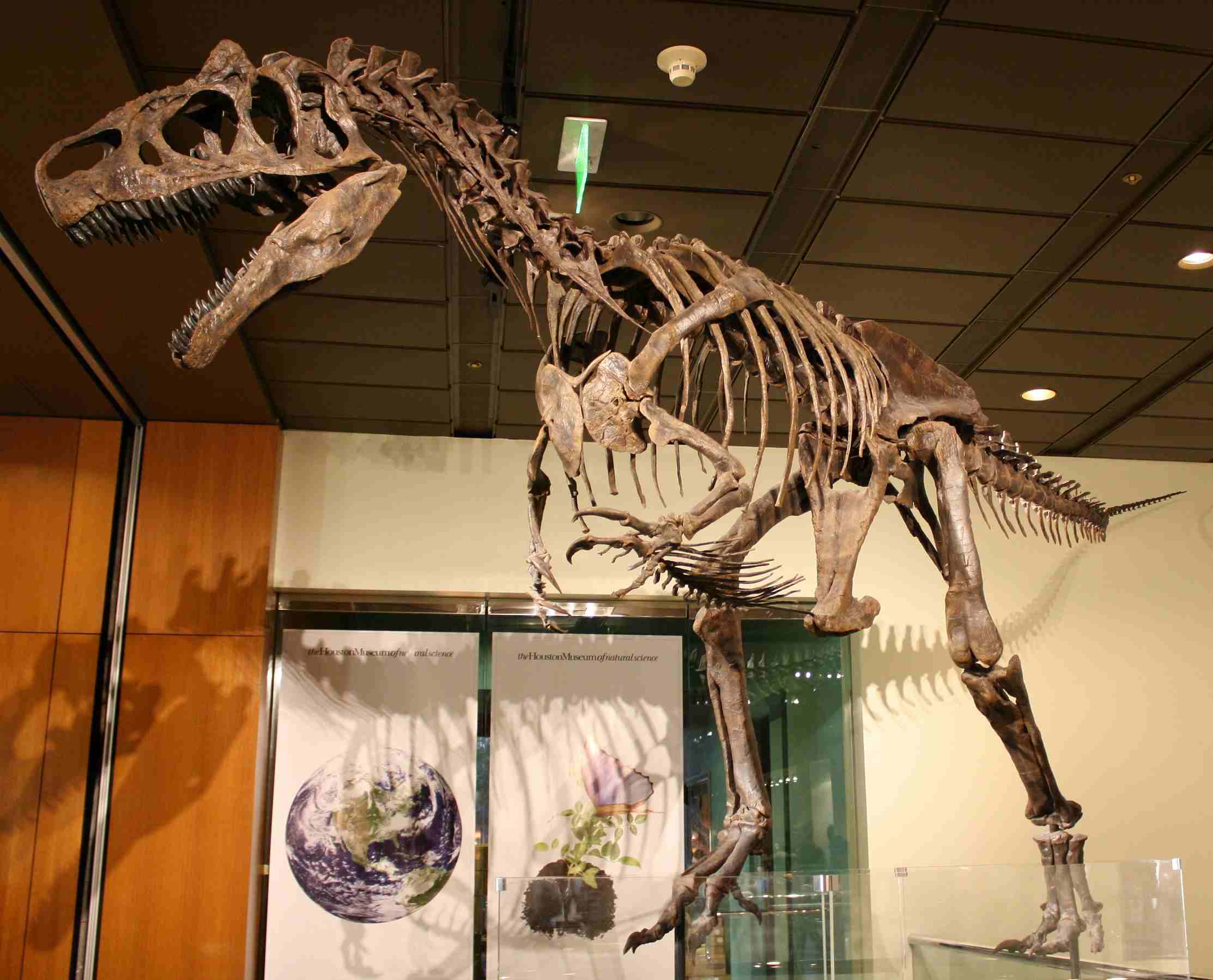 Allosaurus (Big Al II) This dinosaur lived during the Jurassic period approximately 150 million years ago.