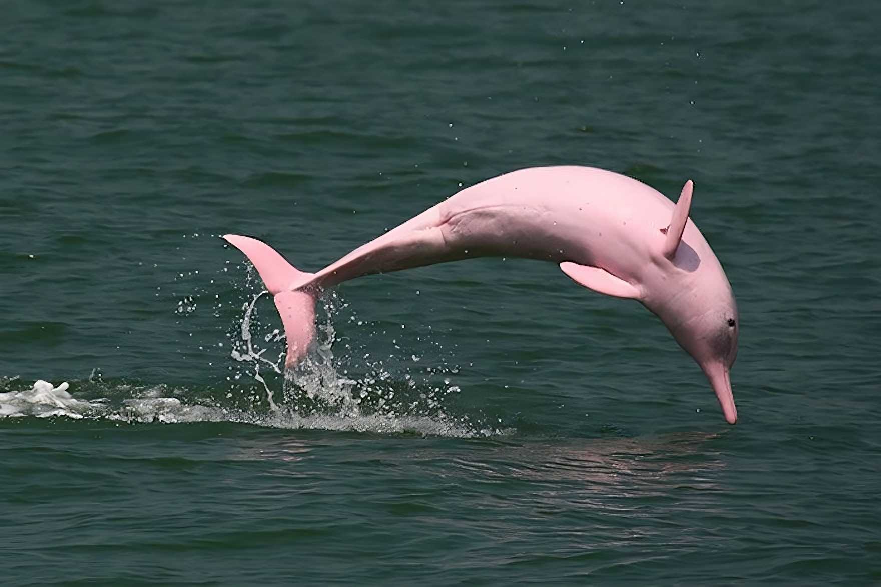 amazon river dolphin boto