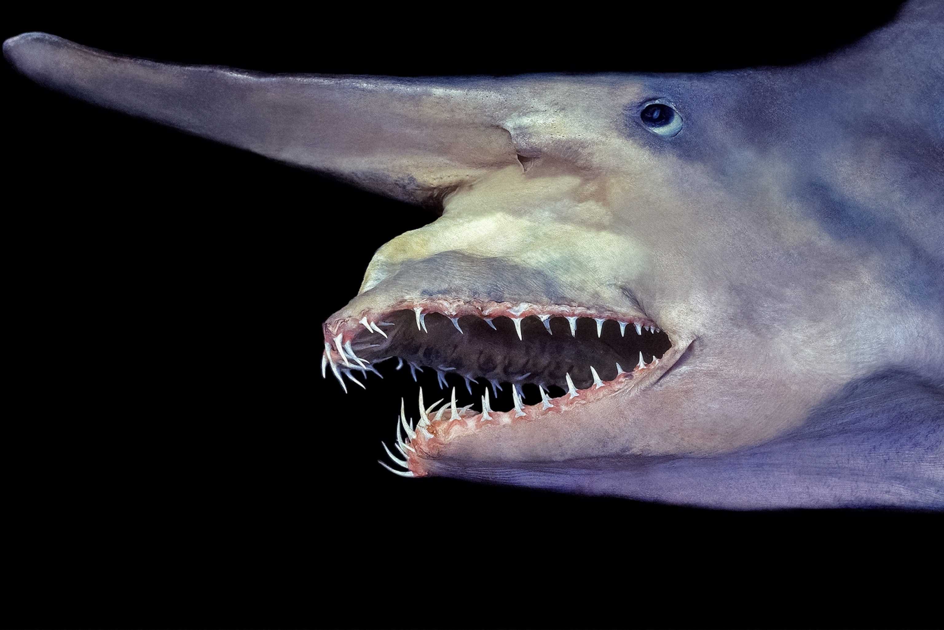 The goblin shark has an elongated mouth.