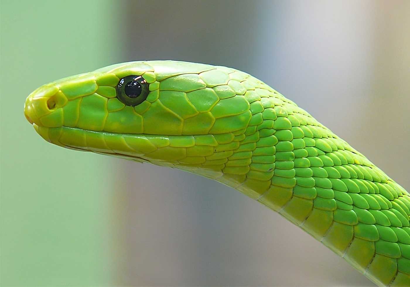 Snake Venom Eastern green mamba