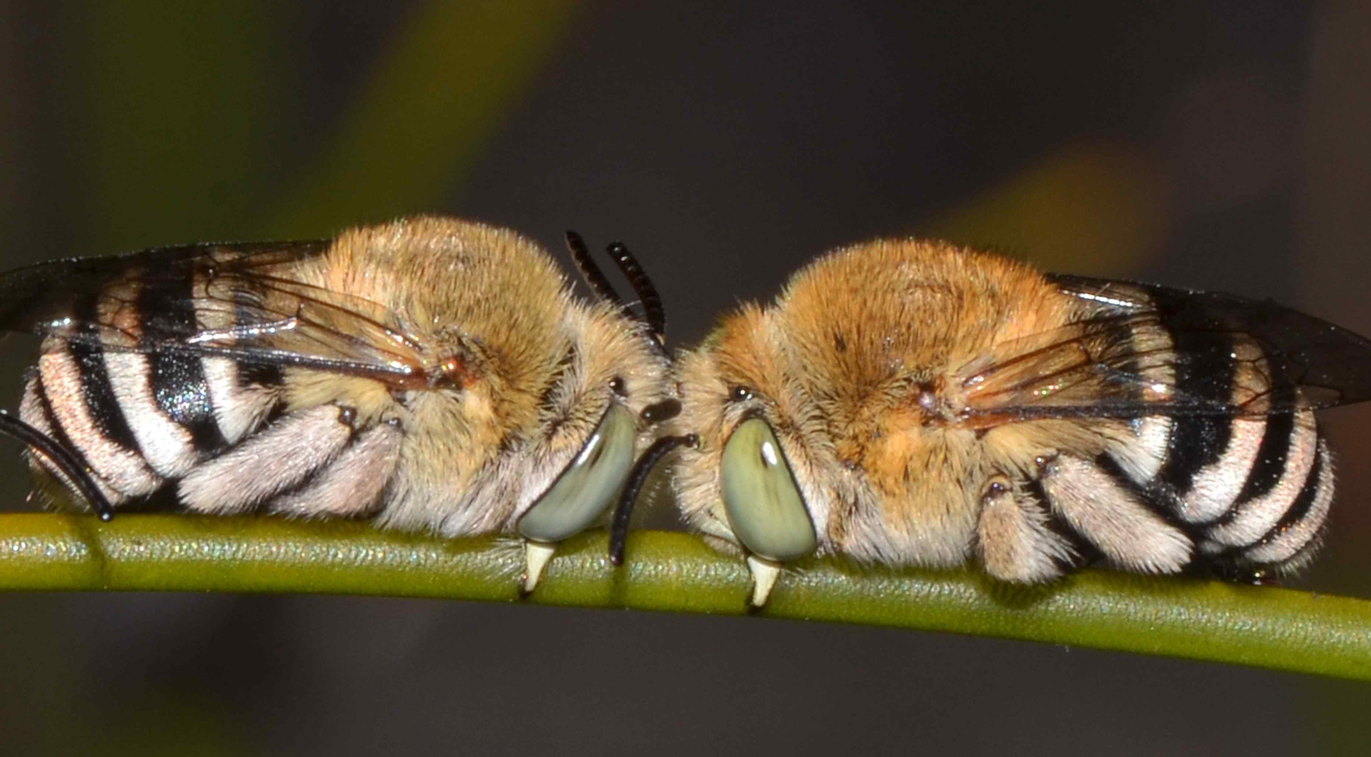 honeybee sleep
