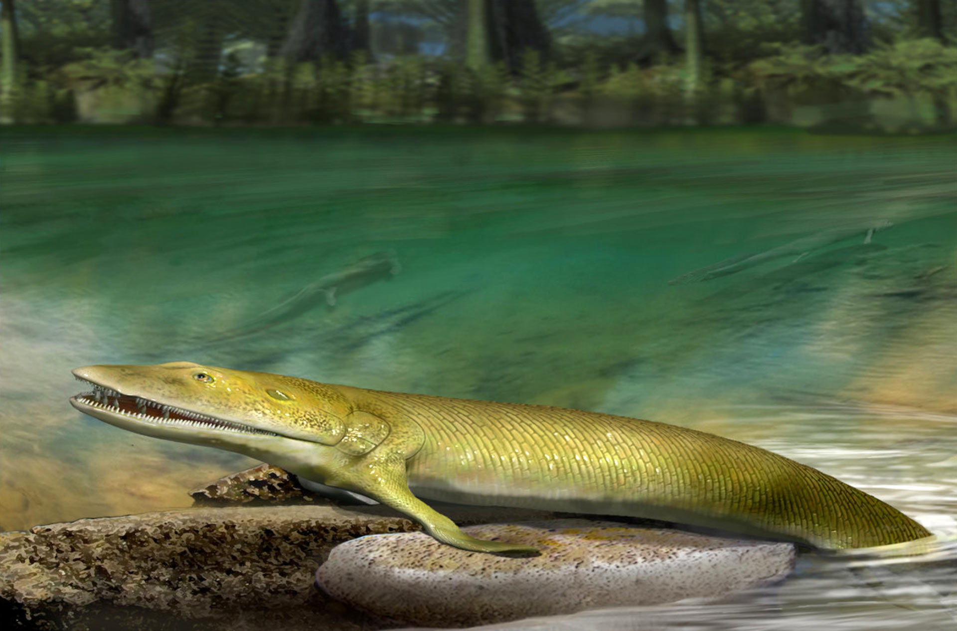 Devonian Four-Limbed Creature Reveals Insights into How Vertebrate Hand Evolved from Fish Fins
