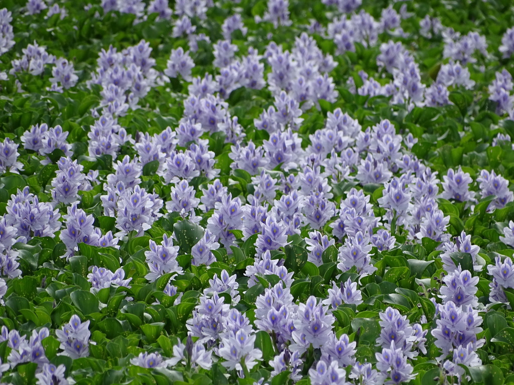 Pontederia crassipes (Water hyacinth, formerly Eichhornia crassipes)