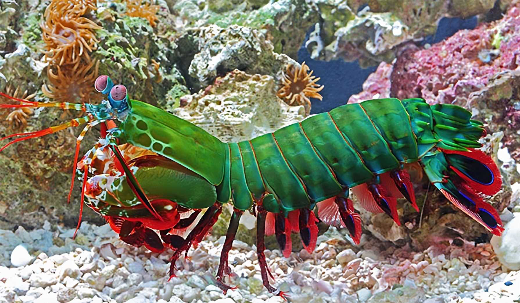 Peacock mantis shrimp found in the warm waters of the Indian and Pacific Oceans.