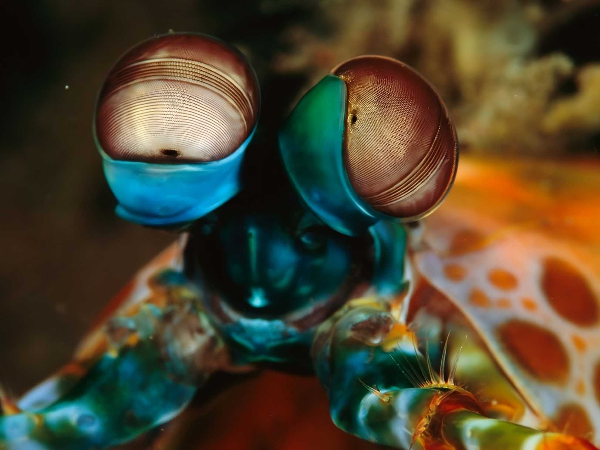 Mantis shrimps’ eyes.