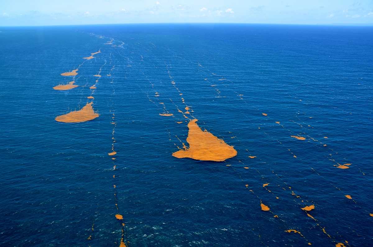 Trails of sargassum drifting according to the wind's direction.