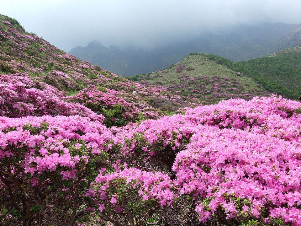rhododendrn covering a hillside, a typical area that the plant invades