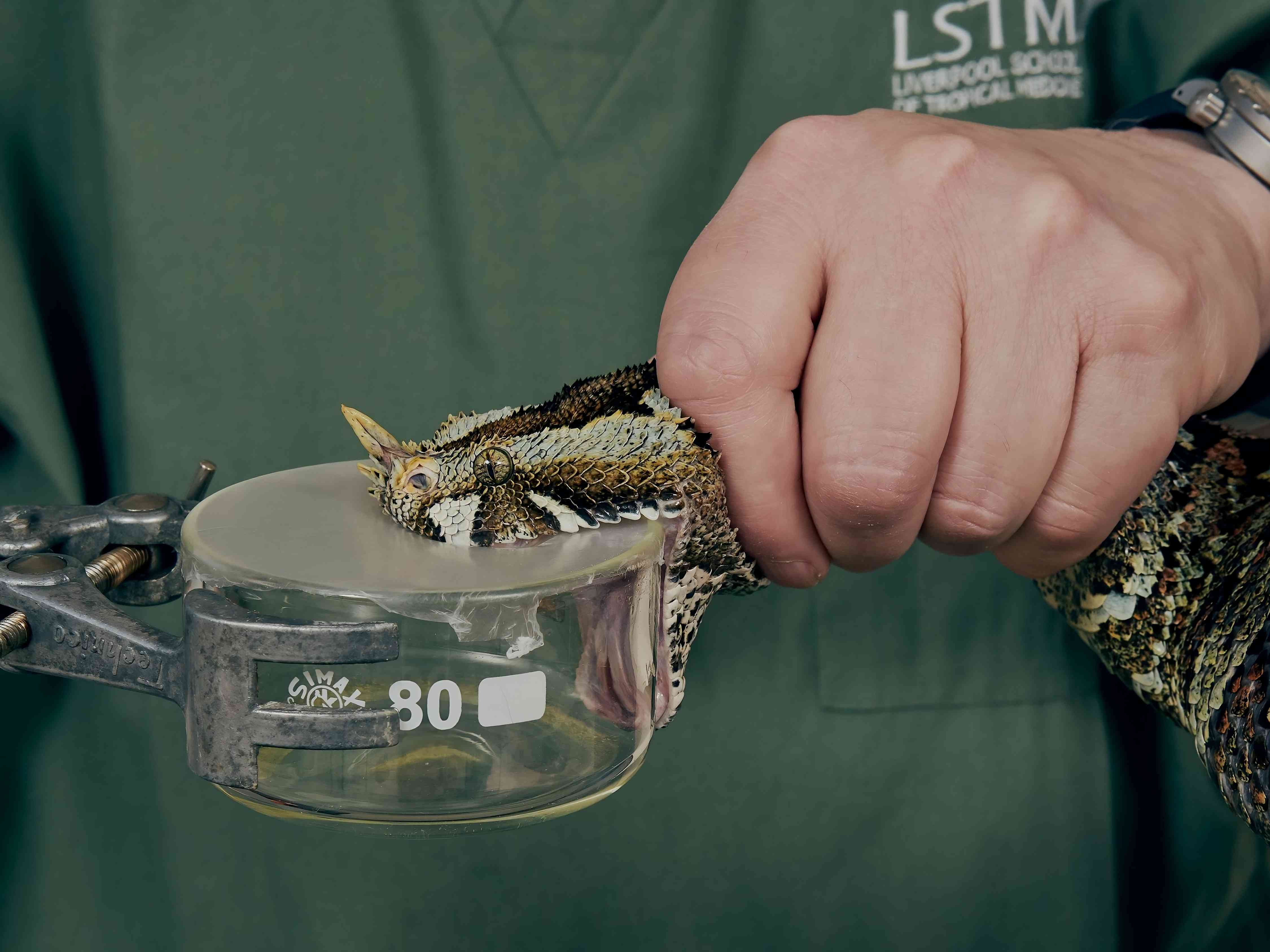 Scientists at the Liverpool School of Tropical Medicine's Centre of Snakebite Research and Interventions, extract a snake's venom.