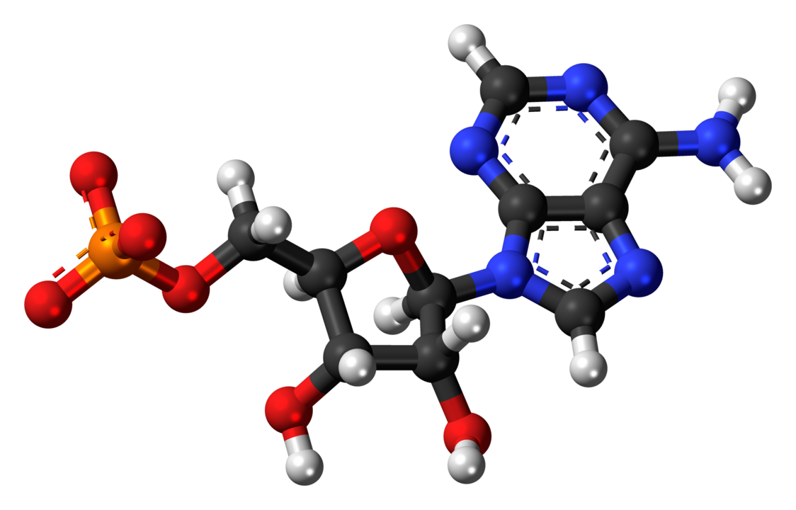 Ball-and-stick model of Adenosine monophosphate