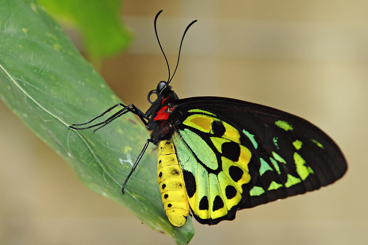 Male Ornithoptera euphorion (Birdwing butterfly).