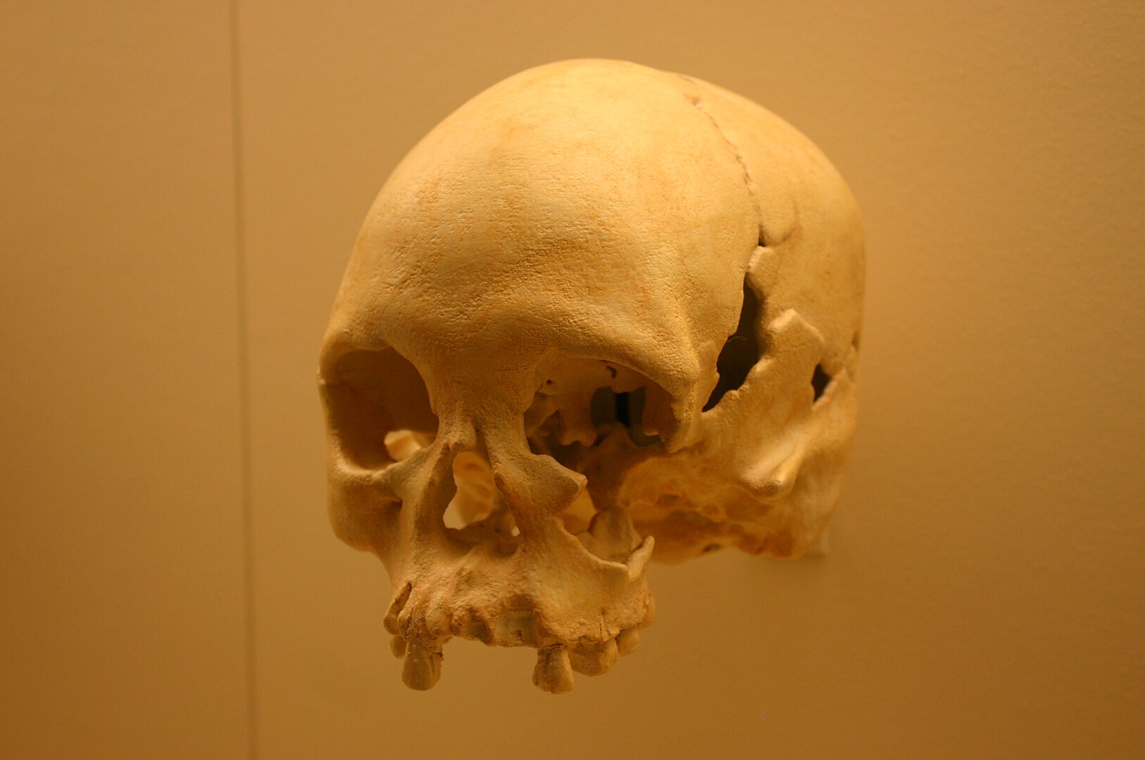 A cast of Luzia's skull at the National Museum of Natural History in Washington, D.C.