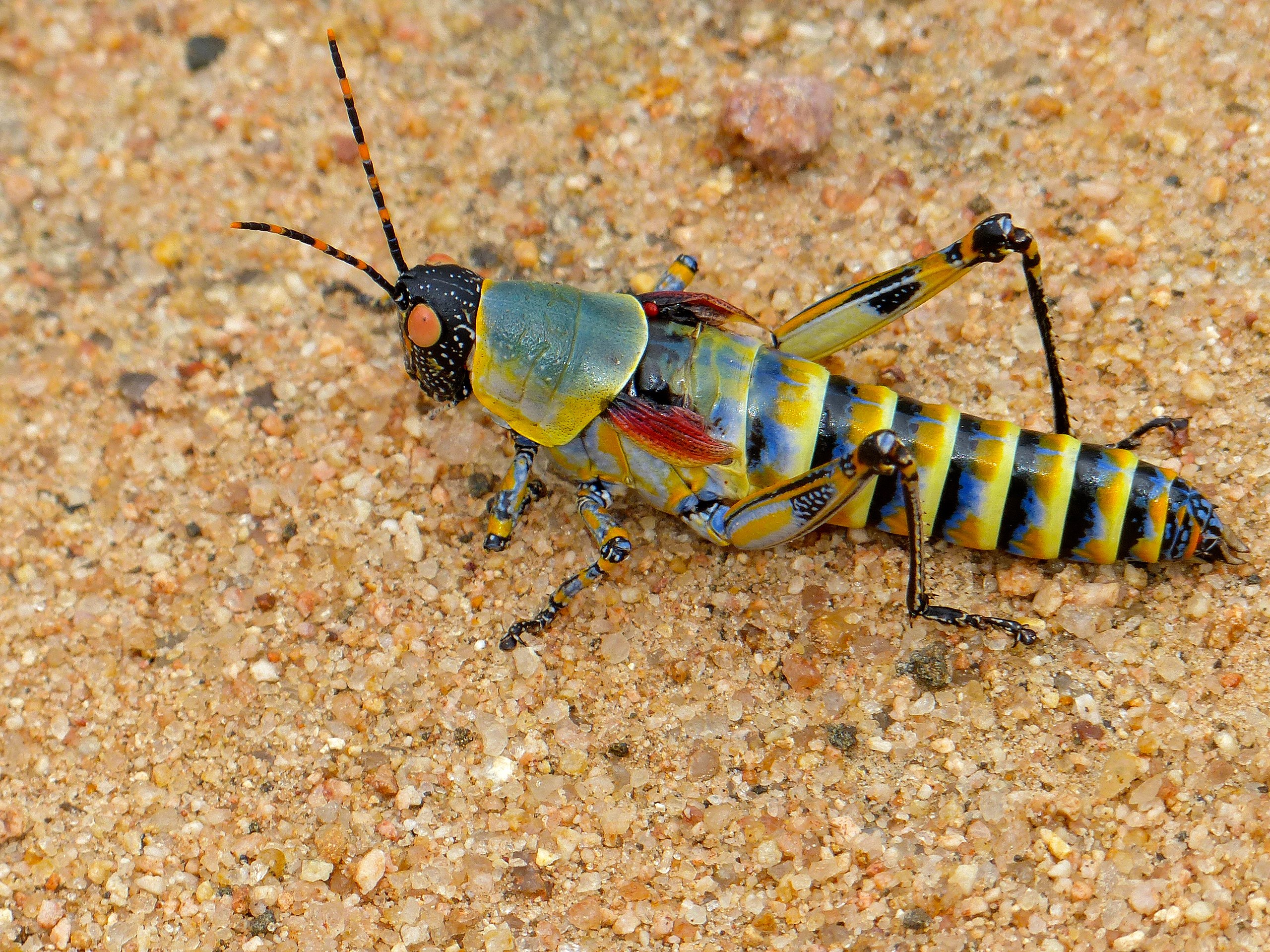 elegant-grasshopper-zonocerus-
