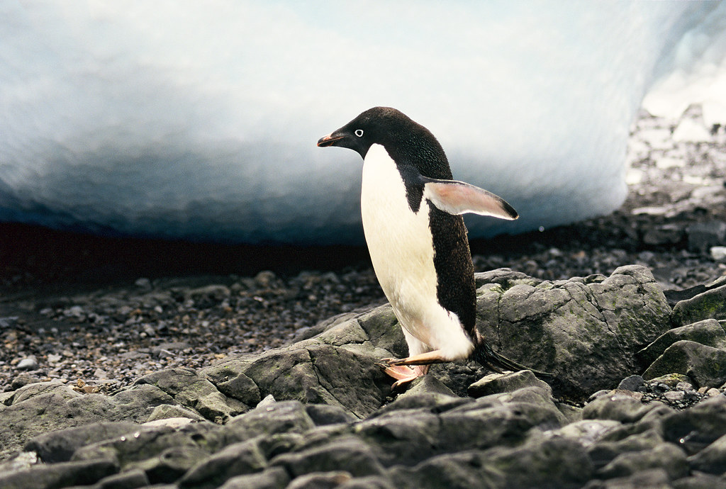 Adelie Penguin (Pygoscelis Adeliae).