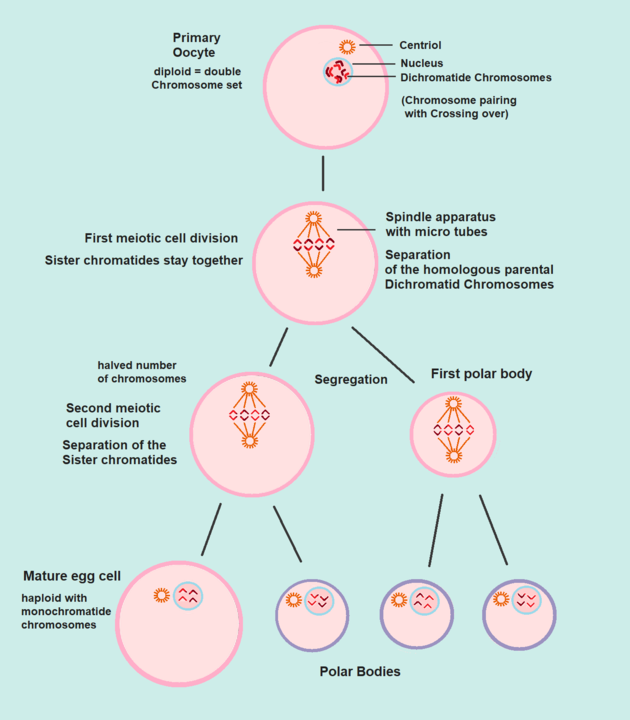 Formation of the Egg cell (Ovum)
