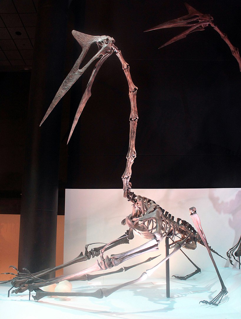 Bones and remains of prehistoric animals One of the largest flying animals ever, with a 40ft wingspan.
