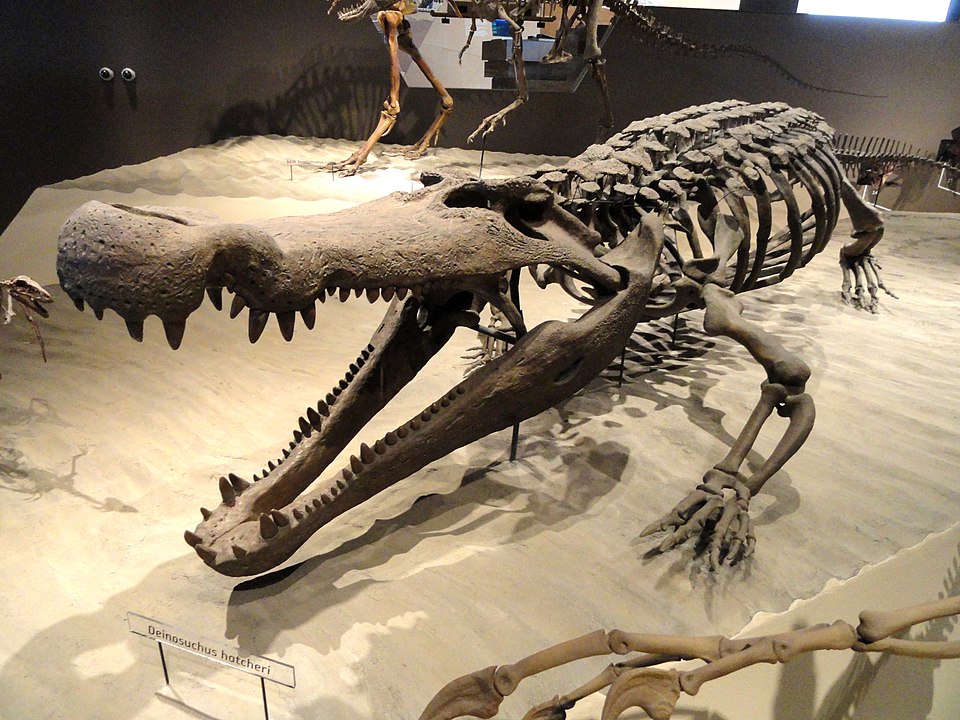 Fossil specimen in the Natural History Museum of Utah, Salt Lake City, Utah, USA. Photography was permitted in the museum without restriction.
