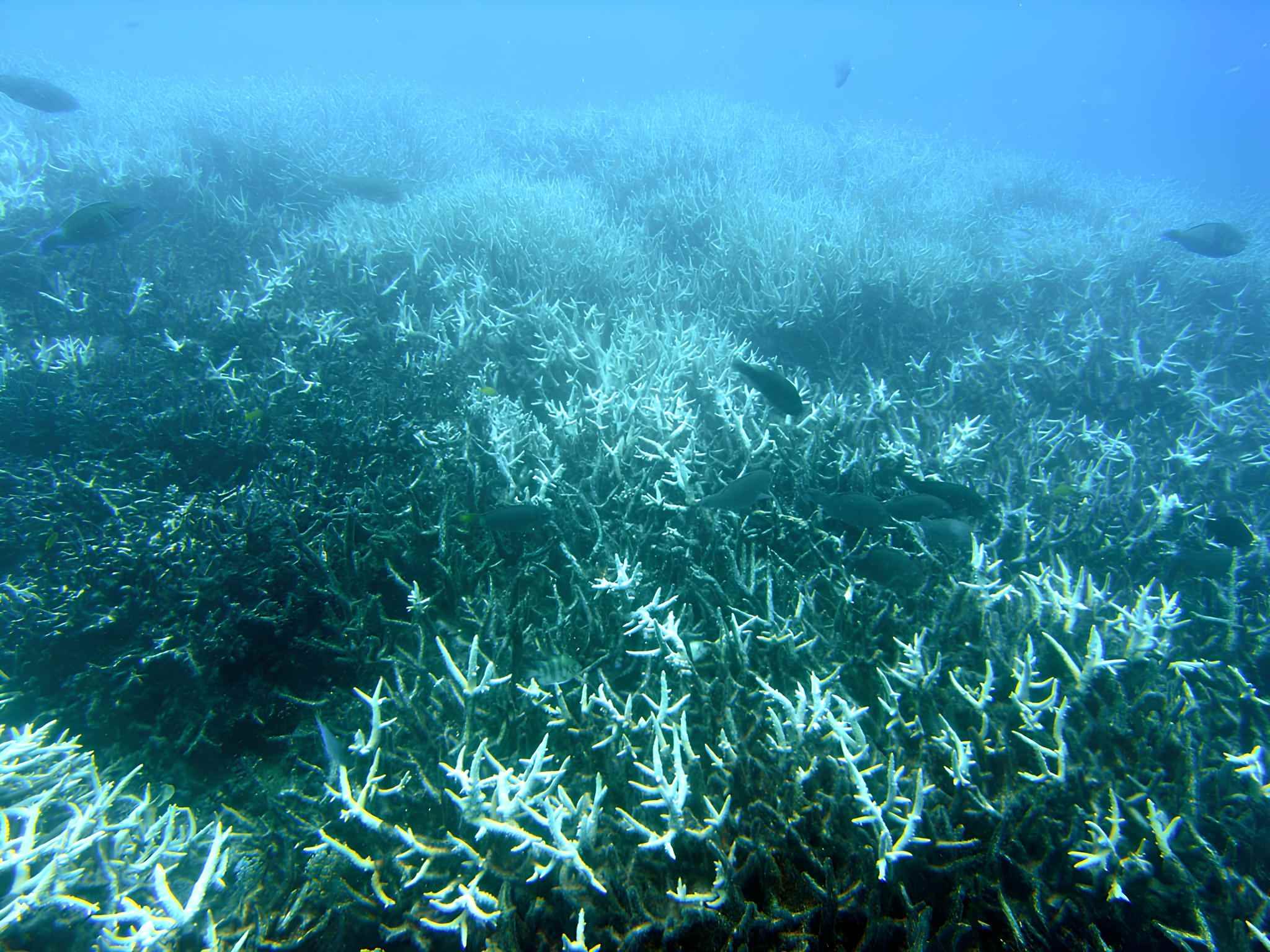 Bleached branching coral (Acropora sp.) at Heron Island, Great Barrier Reef. 
