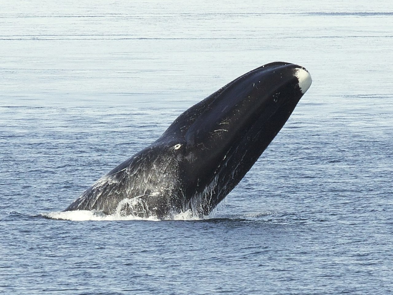 bowhead whales Balaena mysticetus