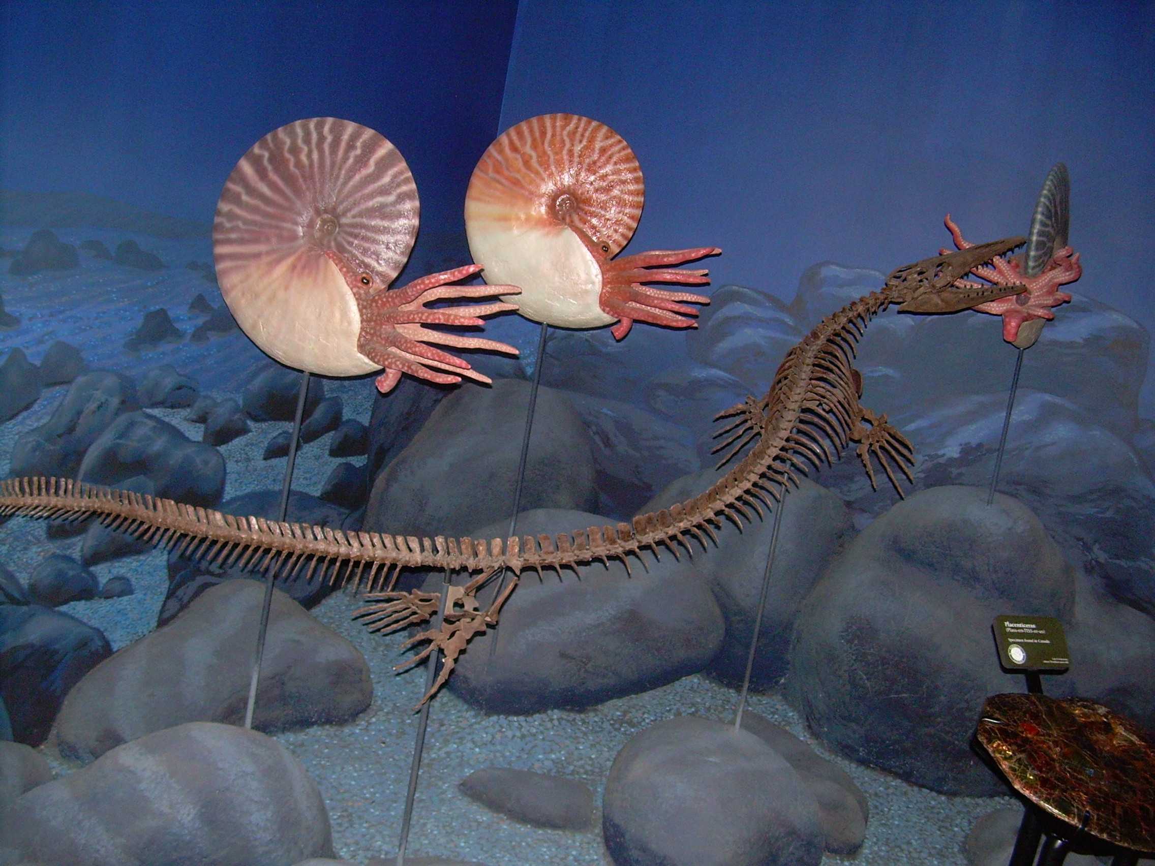 Fossil cast of a Clidastes propython skeleton next to some ammonite models at the North American Museum of Ancient Life.