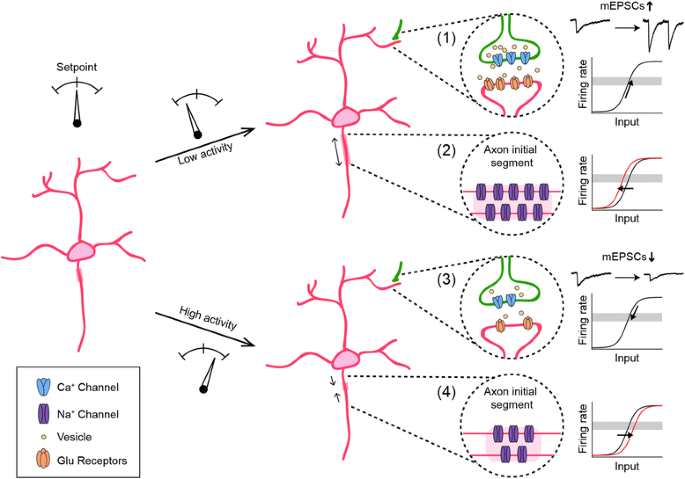 Diverse homeostatic plasticity mechanisms stabilize the activity of developing neurons.