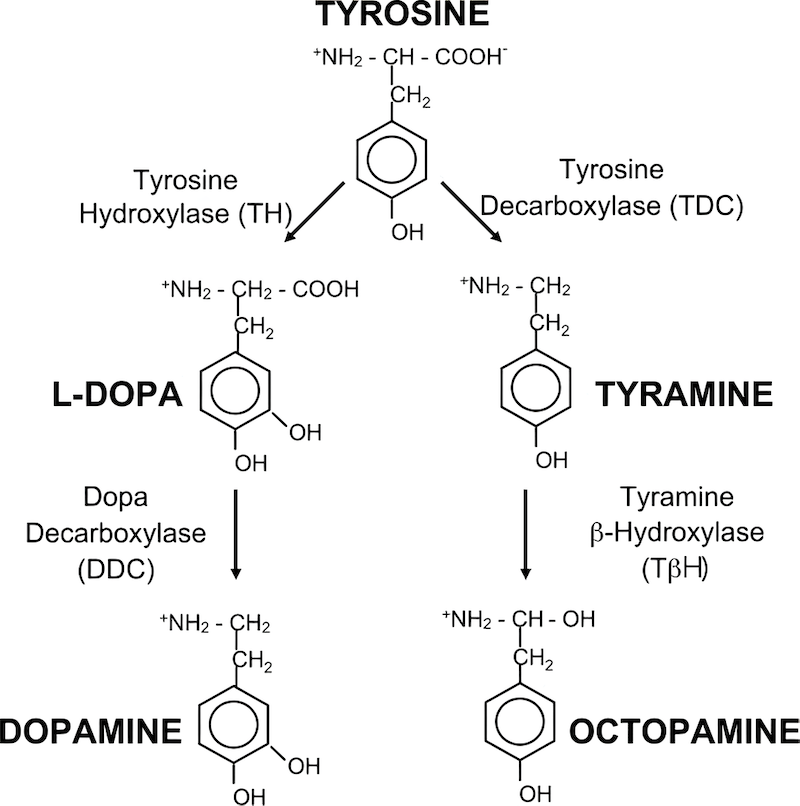 Dopamine, tyramine, and octopamine synthesis in Drosophila. 