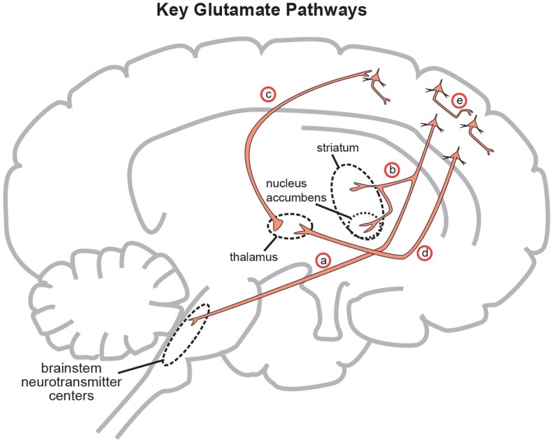 Glutamatergic Pathways