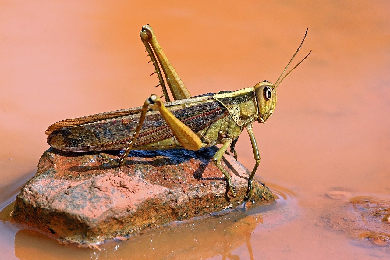 Garden locust (Acanthacris ruficornis) sitting on a red rock above the water.