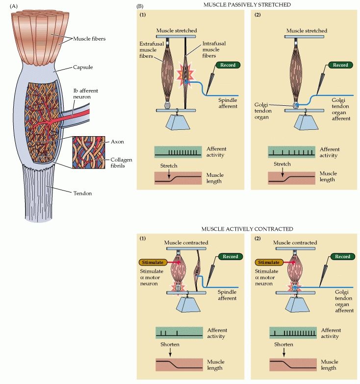Comparison of the function of muscle spindles and Golgi tendon organs.