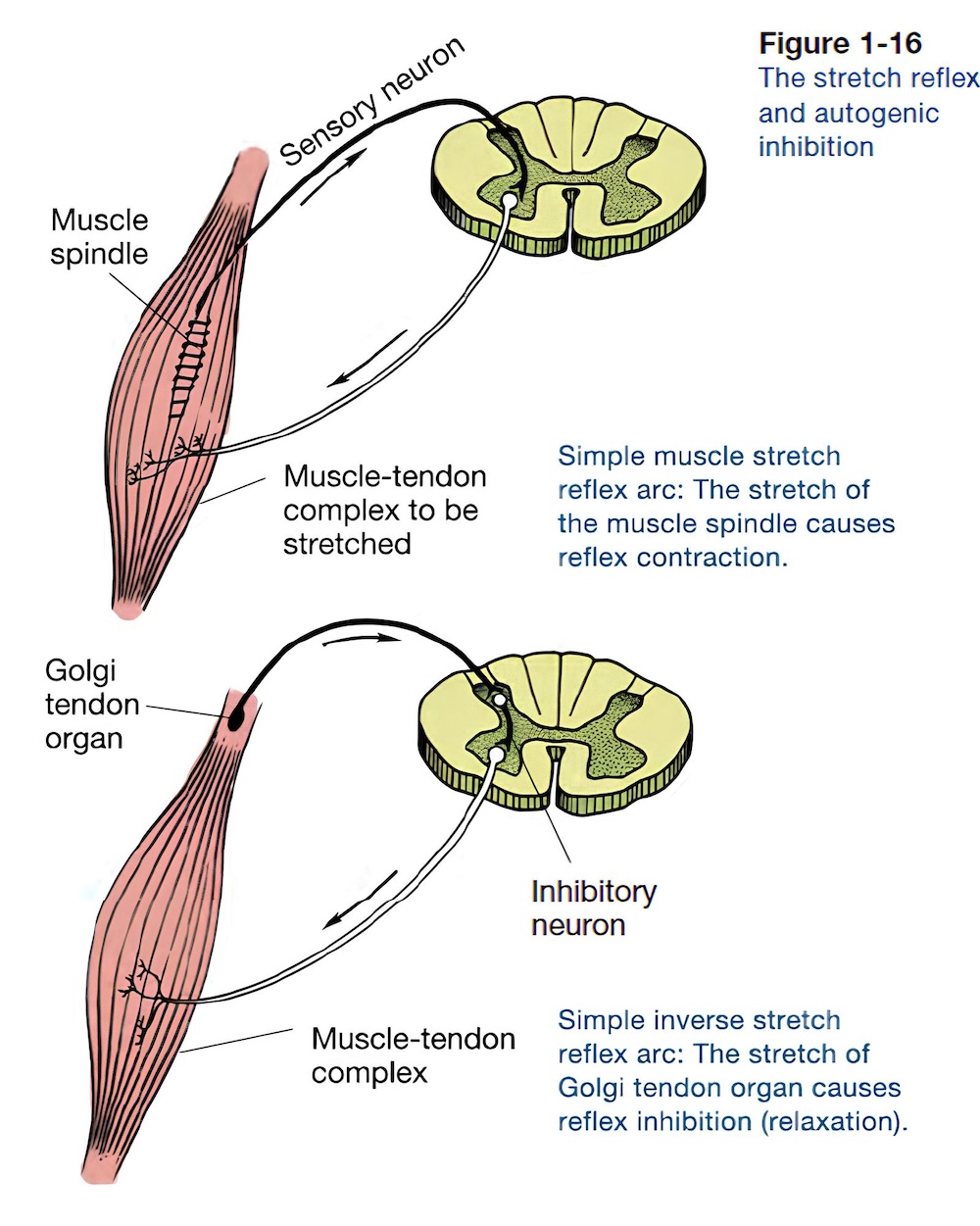 Golgi tendon organ