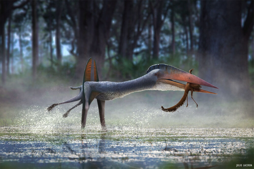 Hatzegopteryx hunting Elopteryx