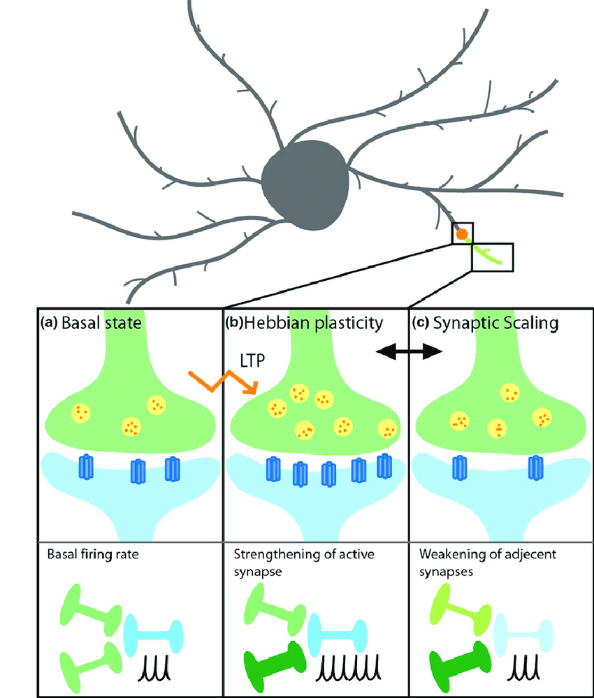 Hebbian and non-Hebbian forms of synaptic plasticity