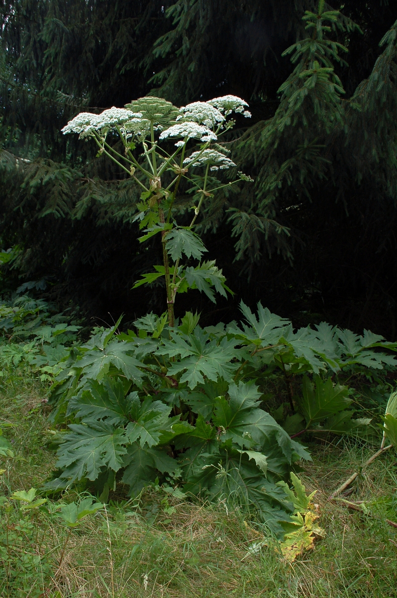Heracleum mantegazzianum (Giant hogweed)