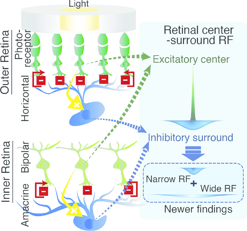 Lateral inhibition process in the retina and the formation of the center-surround RF.