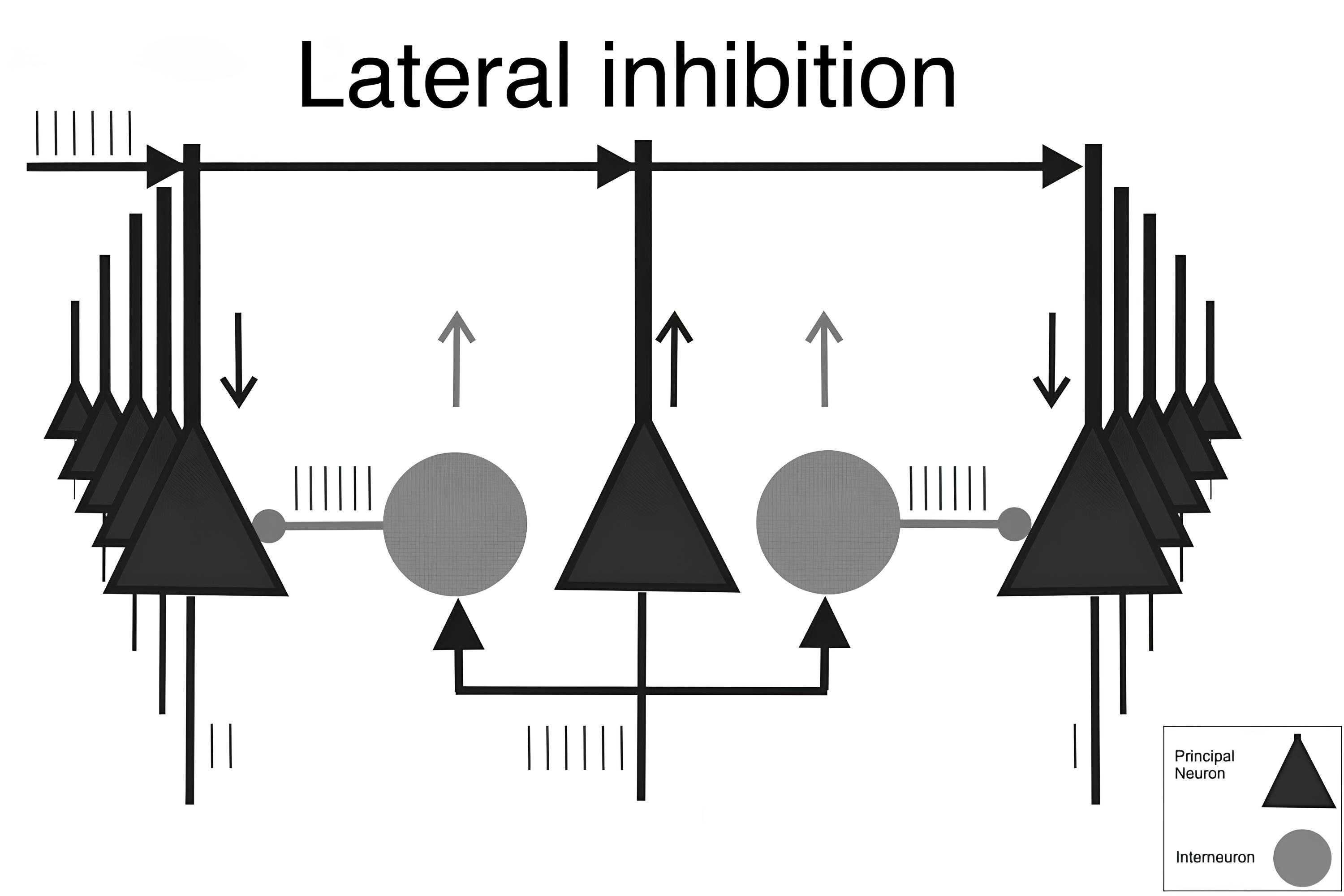 Lateral Inhibition