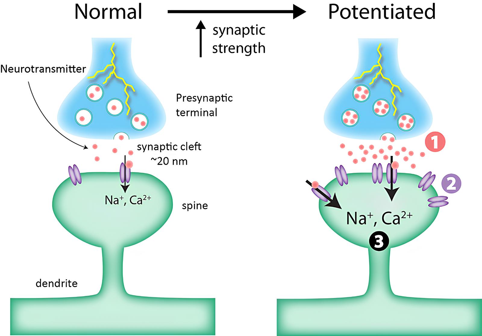 Synaptic plasticity can change either the amount of neurotransmitter released (1) or the number of postsynaptic receptors available (2), resulting in changes in synaptic strength.