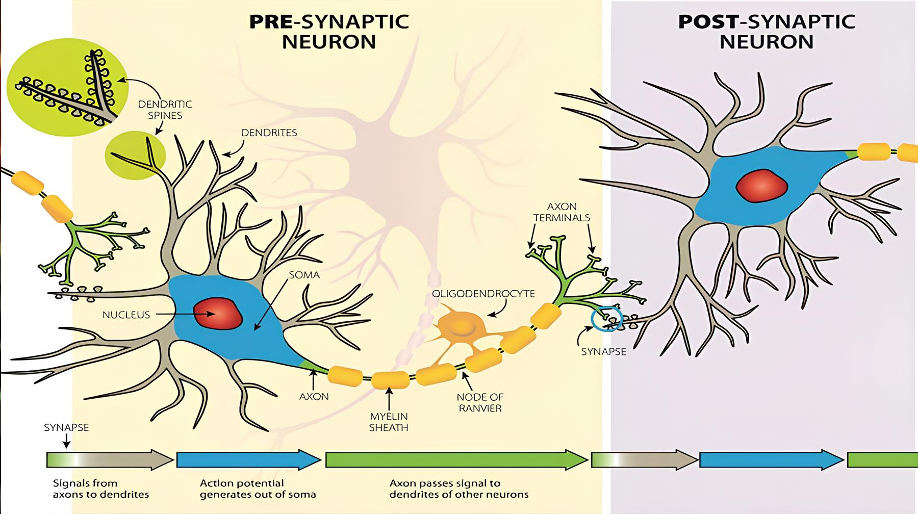 Mechanisms of neuroplasticity